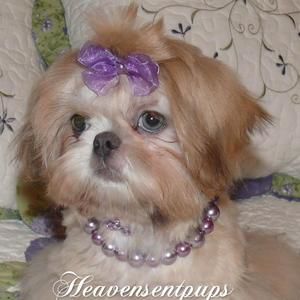 Meet your Posher, Nanci