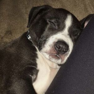 Meet your Posher, Zayde