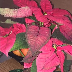 Meet your Posher, Mioara