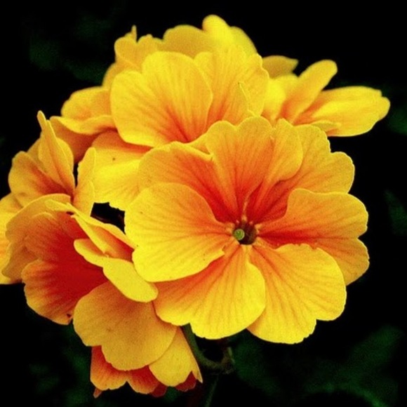 Meet your Posher, Dania - Picture 1 of 1