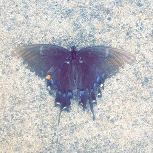 Meet your Posher, Lulu