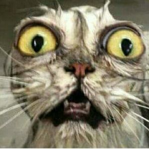 Meet your Posher, Brianah