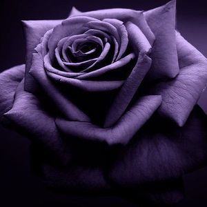 Meet your Posher, Ruby