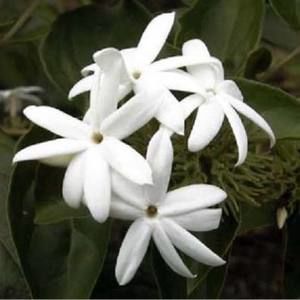 Meet your Posher, Mella