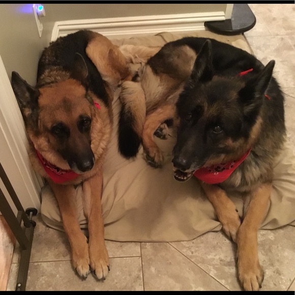 π Survivor π - Picture 3 of 8