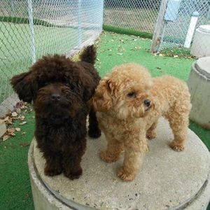 Meet your Posher, Victoria