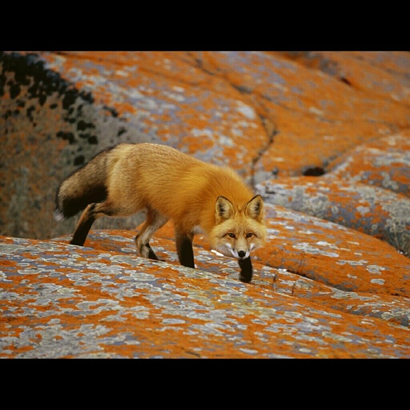 MEN'S SECTION - Picture 2 of 4