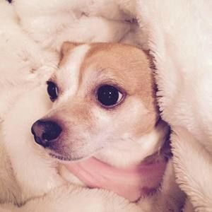 Meet your Posher, Diane