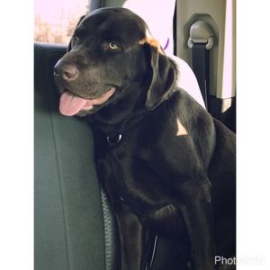 Meet your Posher, Allison