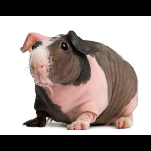 Meet your Posher, Eli - Picture 1 of 1