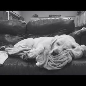 Meet your Posher, Bailey