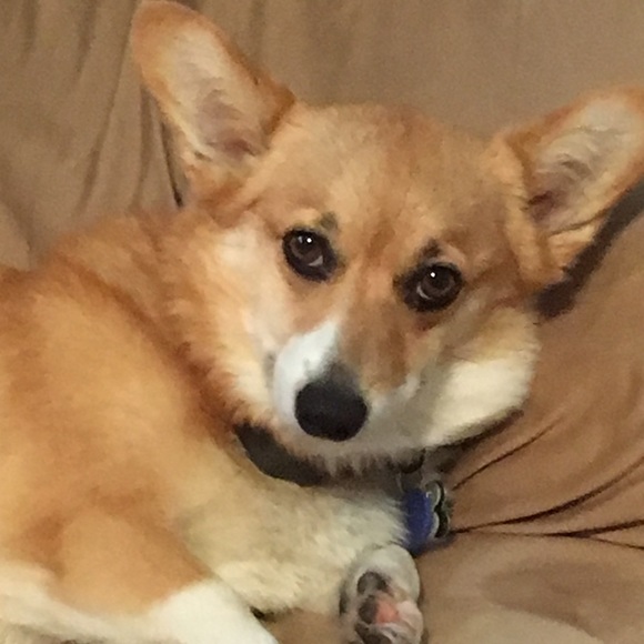 Meet your Posher, Lexie - Picture 1 of 1