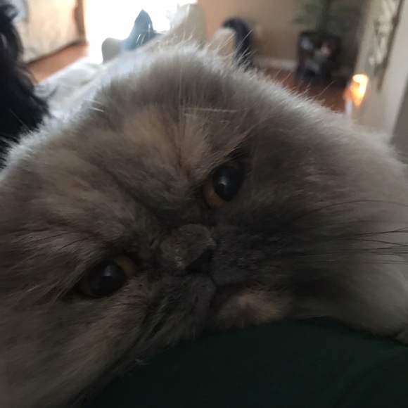 Meet your Posher, Shannon - Picture 1 of 1