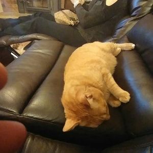 Meet your Posher, Heidi