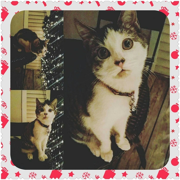 Meet your Posher, Alexzandria - Picture 1 of 1