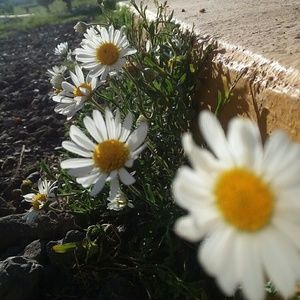 Meet your Posher, Galvan