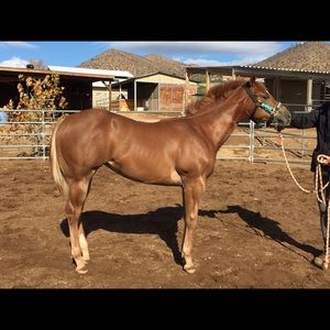 Meet your Posher, Diane