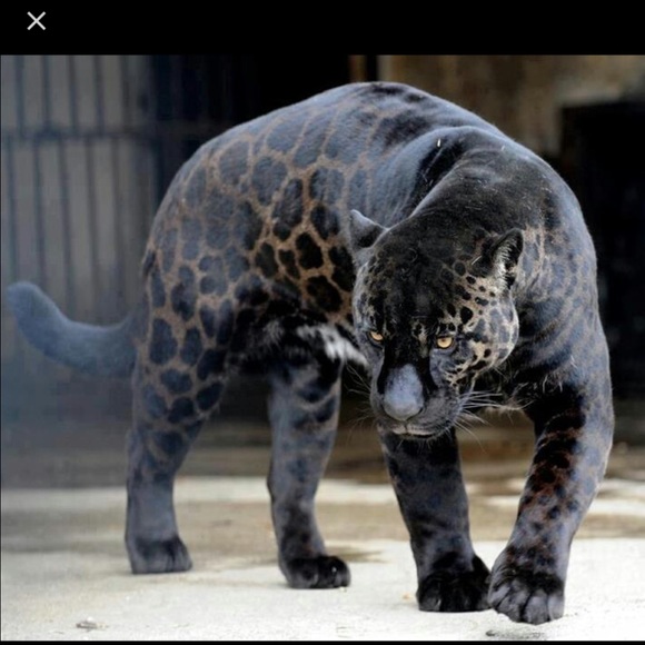 Meet your Posher, Claribel - Picture 1 of 1