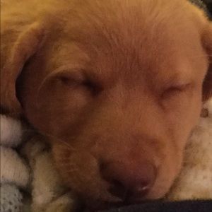 Meet your Posher, Chloe