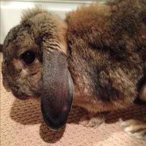 Meet your Posher, Christine