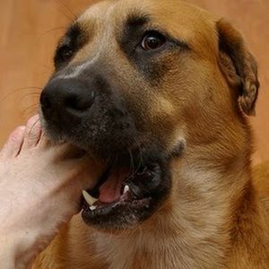 Meet your Posher, Jesse