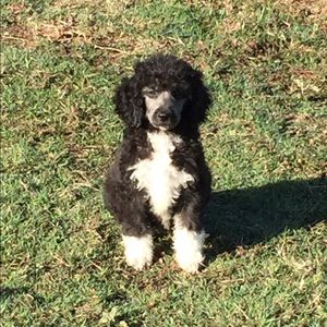 Meet your Posher, Jennifer