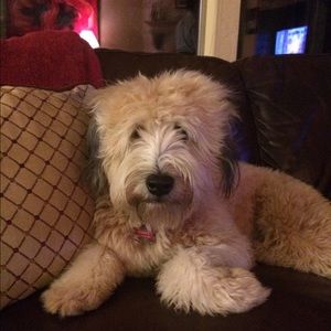 Meet your Posher, Roxana