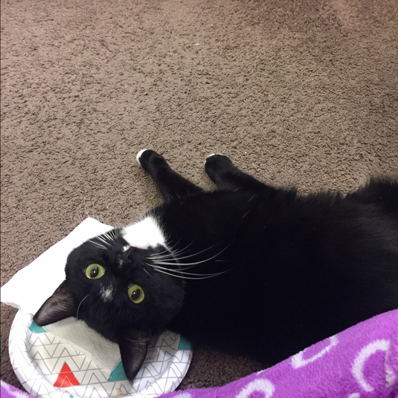 Meet your Posher, Rocky 😺 - Picture 2 of 2