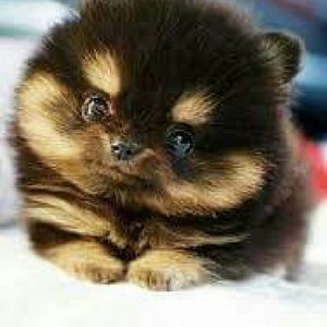 Meet your Posher, Diego