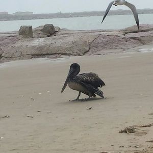 Meet your Posher, Alma