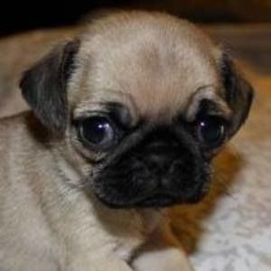 Meet your Posher, Addie