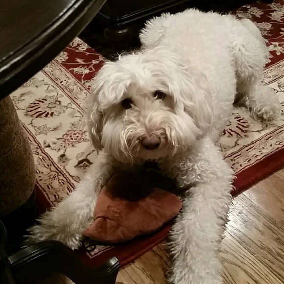 Meet your Posher, Lisa