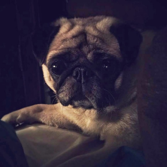 Meet your Posher, Gwen - Picture 1 of 1