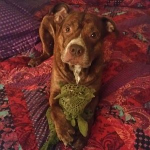 Meet your Posher, Joe