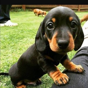 Meet your Posher, Mia