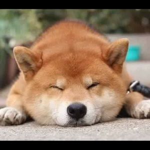 Meet your Posher, Helen