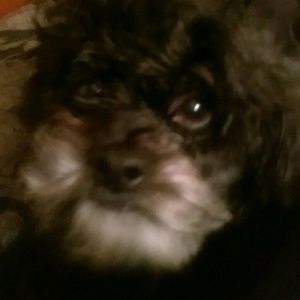 Meet your Posher, Caryn