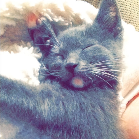 Meet your Posher, Joey - Picture 1 of 1