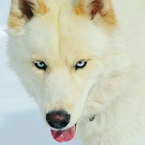 Meet your Posher, Gerry