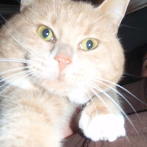 Meet your Posher, Bea