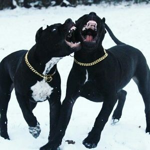 Meet your Posher, Gerald