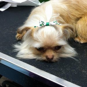 Meet your Posher, Ricci