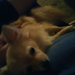 Meet your Posher, Donna