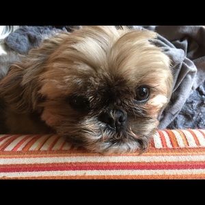 Meet your Posher, Liz