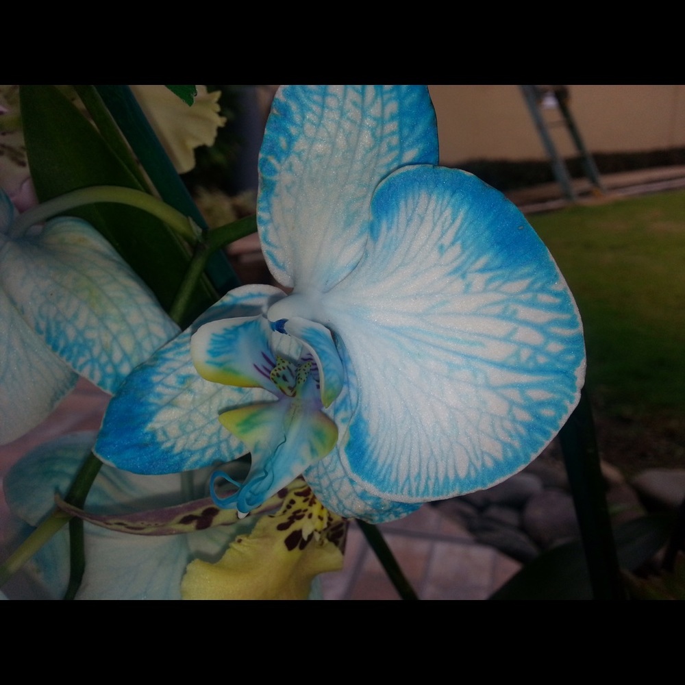 Meet your Posher, Griselle