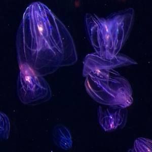 Meet your Posher, Siobhan