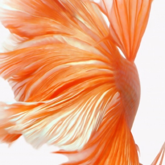 Meet your Posher, Sasha - Picture 1 of 1