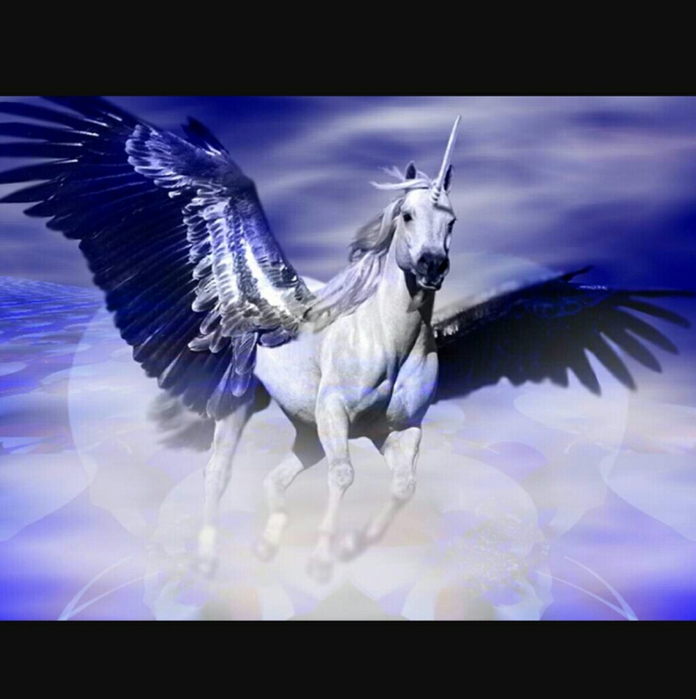 Meet your Posher, PegasusUnicorn