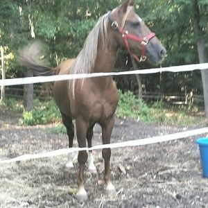 Meet your Posher, Susan