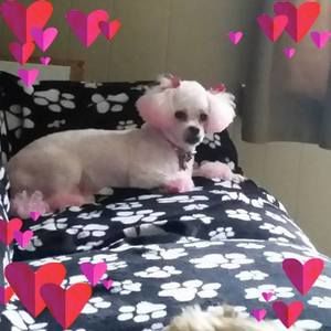 Meet your Posher, Crystal